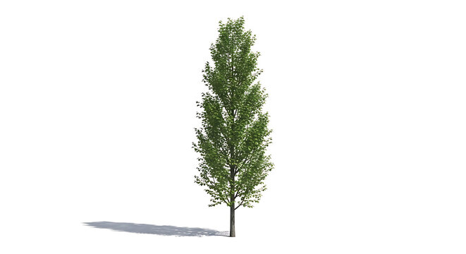 A single, tall, slender poplar tree with abundant green leaves and a subtle shadow on a white background
