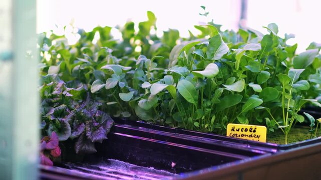 Fresh microgreens growing in nursery indoor system for urban agriculture development.