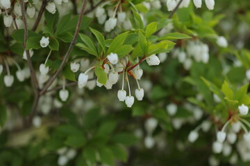 花の旬を迎えた5月のドウダンツツジ © akht.mymt