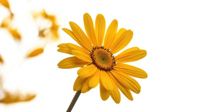Yellow Flower Blooming with Soft Focus on White Background