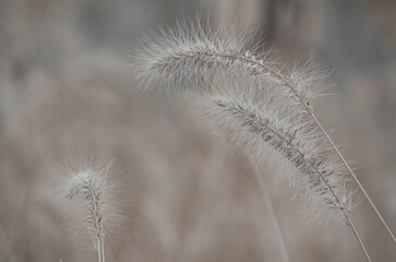 Obraz premium Select focus of abstract natural backgrounds, Black-white Natural floral background. Cogon grass with bokeh background
