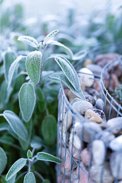 Frosted sage leaves in stone bed. Vertical close-up with shallow depth of field.