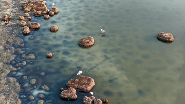 Grey herons in shallow Mediterranean coastal wetland