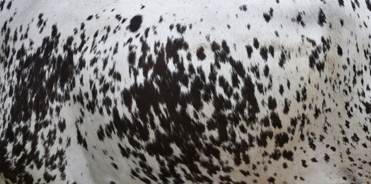 Cow skin texture background, bull leather with fur background closeup, cow hide pattern, The texture is dense and rich, displaying a natural pattern, cow skin hairy texture bull fur animal skin textur