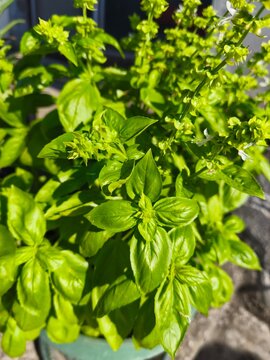 Fresh green basil plant leaves close up in bright sunny garden