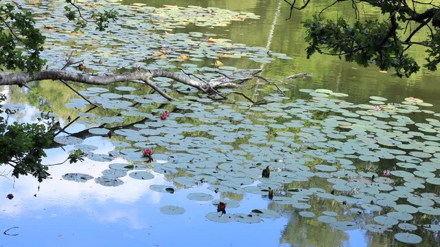Pink water lilies and lily pads covering a pond in Germany, with a fallen birch branch, oak leaves and blue sky reflected in the calm water on a sunny summer day, static shot