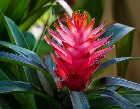 close up shot of a flowering alpinia zerumbet plant in a florida zoological garden foliage florida