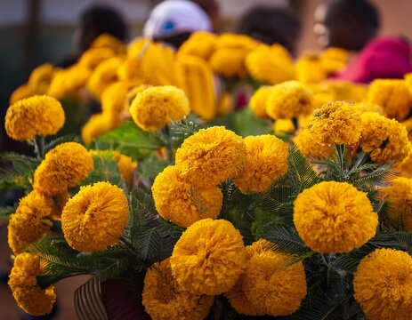 vibrant yellow meskel flowers blooming during enkutatash celebration in ethiopia celebration floral