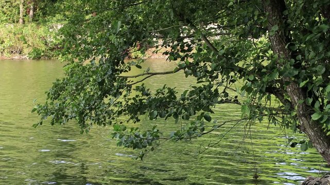 Alder branches with green leaves hanging over the calm water of a lake in Germany, close-up of foliage and rippling green reflections on the surface on a sunny summer day, static shot