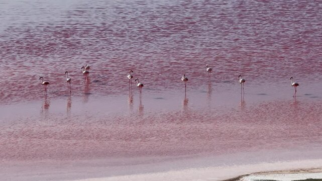 Aerial drone view of greater flamingos standing in shallow pink salt ponds in the Camargue, Provence, France
