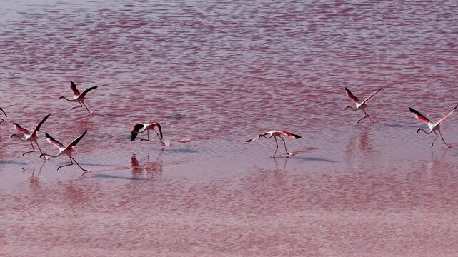 Aerial drone view of greater flamingos taking off from pink salt evaporation ponds in the Camargue, Provence, France