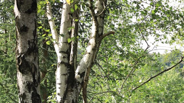 Silver birch trunks with white bark and green leaves in a summer forest, close-up of birch trees among spruce branches with soft backlight in Rhineland-Palatinate, Germany, static shot