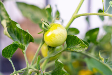 Macro Close-up of Ripe and Unripe Tomatoes Growing on a Vine, Detailed View of Organic Garden Tomato Plant in Natural Sunlight © Joern