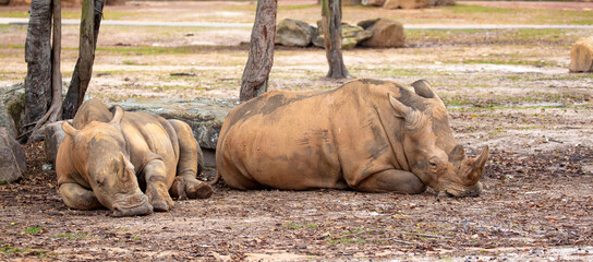 Close-up of a white rhinoceros resting on sandy ground. Powerful endangered mammal with large horn, symbolizing wildlife conservation and African fauna. © Vera