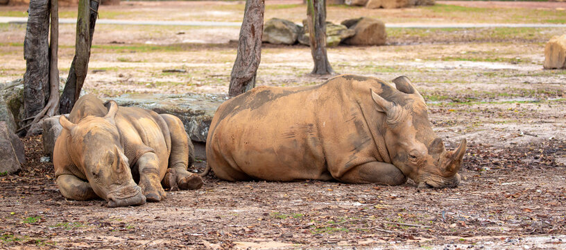 Close-up of a white rhinoceros resting on sandy ground. Powerful endangered mammal with large horn, symbolizing wildlife conservation and African fauna.