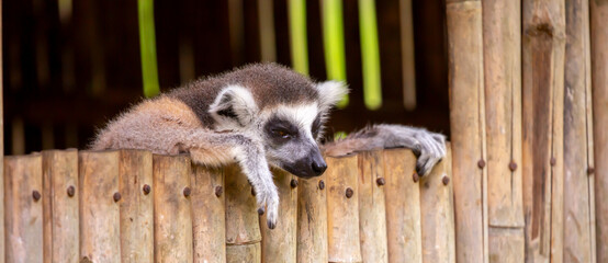 Fototapeta premium A ring-tailed lemur rests in a wooden house. These famous Madagascar primates have expressive faces. A close-up portrait of a lemur.