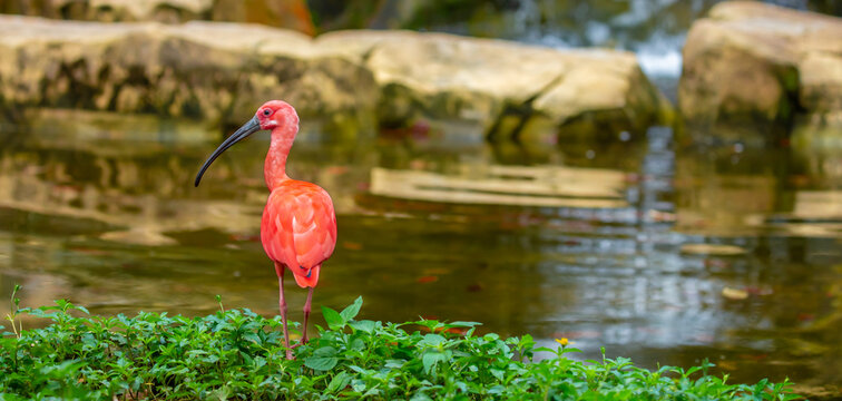 Scarlet ibis standing among lush green plants. Bright red tropical bird with a long curved beak, symbolizing exotic wildlife, biodiversity and tropical nature. Scarlet ibis, a rare red bird near water