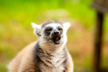 Ring-tailed lemur resting on a tree branch. Iconic Madagascar primate with a striped tail. Close-up of a lemur sitting in the trees. © Vera