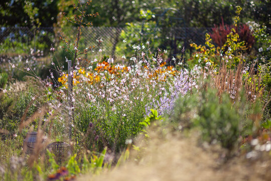Naturalistic garden design. Perovskia blooming by gaura, ornamental grasses. Summer landscape with perennial flowers. Russian sage