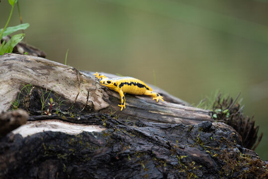 Small bright yellow and black salamander resting on a moist dark wood log in natural forest habitat