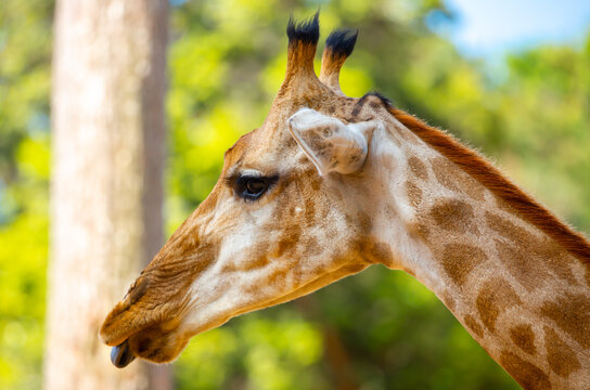 A close-up of a giraffe against a green backdrop. African safari, giraffe up close.
