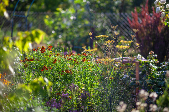 Bronze fennel blooming by helenium and verbena hastata. Naturalistic garden design. Summer landscape with perennial flowers