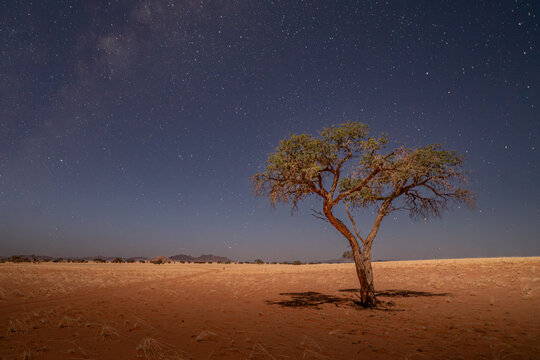 huge sand dunes in the Namib Desert with trees in the foreground of Namibia