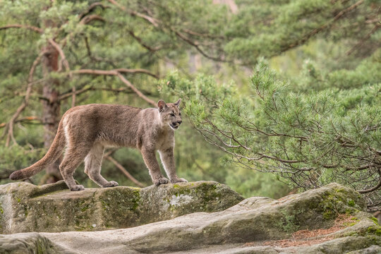 Cougar (Puma concolor), also commonly known as the mountain lion, puma, panther, or catamount. is the greatest of any large wild terrestrial mammal in the western hemisphere.