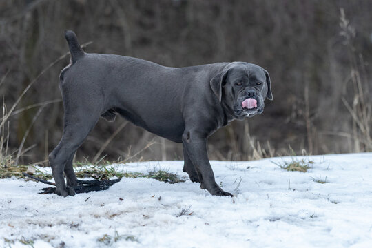 The photo shows a cane corso dog.He is a strong, athletic dog with well developed muscles and a large molossoid head.