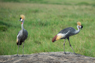 Obraz premium Two grey crowned cranes standing on a rocky outcrop in the african savanna grasslands with wildlife