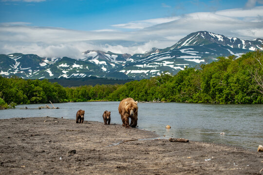Ruling the landscape, brown bears of Kamchatka (Ursus arctos beringianus)