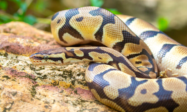 A python lies on the ground and on rocks in the wild. A close-up of a boa constrictor on a rock. Snake skin. Reptile.