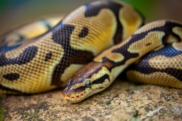 Fototapeta premium A python lies on the ground and on rocks in the wild. A close-up of a boa constrictor on a rock. Snake skin. Reptile.