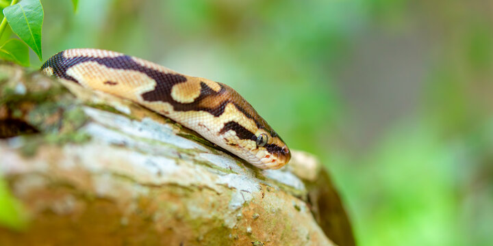 A python lies on the ground and on rocks in the wild.Close-up of a boa constrictor on a tree. Snake skin. Reptile.