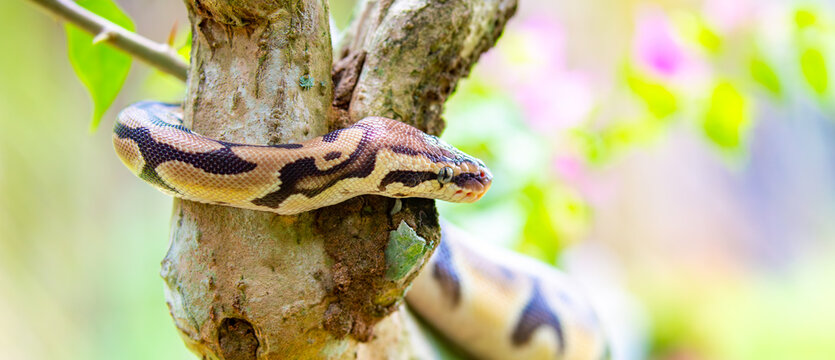 A python lies on the ground and on rocks in the wild.Close-up of a boa constrictor on a tree. Snake skin. Reptile.