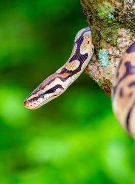 A python lies on the ground and on rocks in the wild.Close-up of a boa constrictor on a tree. Snake skin. Reptile.
