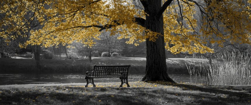 Lonely Bench Under a Bright Yellow Tree in a Black and White Park Scene