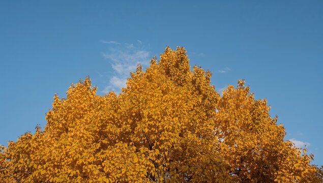 Golden Autumn Leaves on a Tree against a Clear Blue Sky