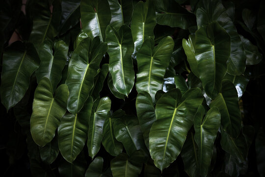 green foliage background featuring overlapping fresh leaves, natural texture, and organic botanical patterns for a lush tropical backdrop.