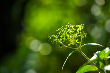 Green leaves grow in an outdoor space with a blur background. Bright sunlight shines on the fresh foliage. © Surachetsh
