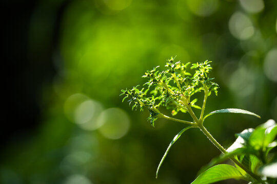 Green leaves grow in an outdoor space with a blur background. Bright sunlight shines on the fresh foliage.