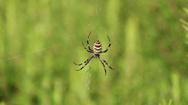 Banded Garden Spider Argiope Trifasciata Hanging and Moving on Web, Real Time Macro Footage