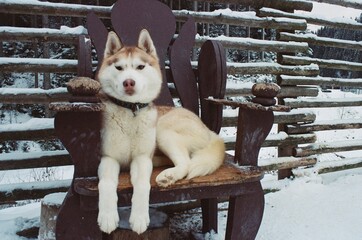 siberian husky dog © Аліна Висоцька