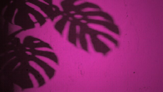 Dark silhouettes of tropical monstera leaves on a vibrant pink and purple halftone dot pattern background