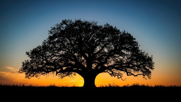 Silhouetted Oak Tree Against a Sunset Sky in Twilight Colors