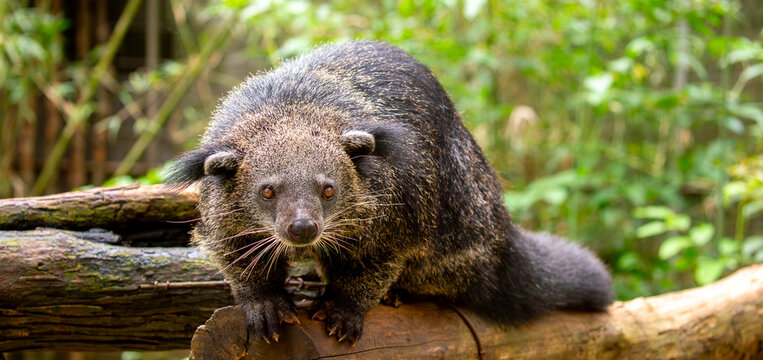 A wild binturong resting on a log. A rare Asian mammal with a bushy tail, showing off its tropical wildlife. A close-up of a binturong, or bearcat.