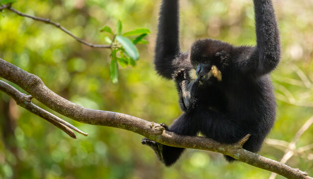 A white-cheeked gibbon resting on a tree branch. Rare tropical primates, gibbons (Nomascus leucogenys), in their natural habitat. Wild animals in tropical forests.