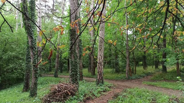 Wonderful Old Forest