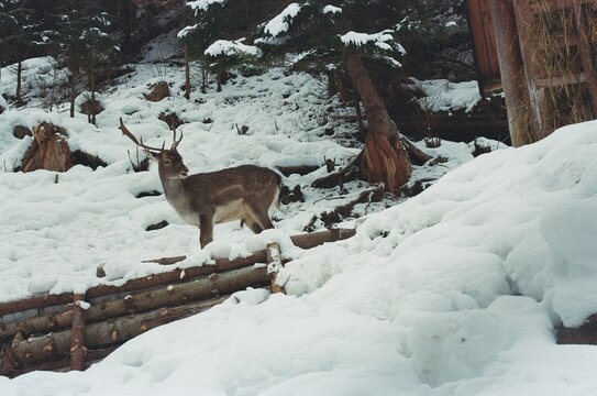 deer in the snow