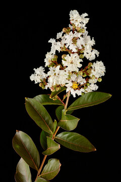 White flowers of Melia azedarach, pride of India,